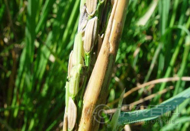 柑橘黄叶症状示例2