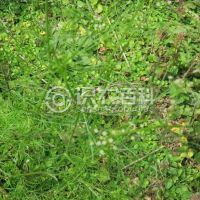 柑橘黄叶症状示例0