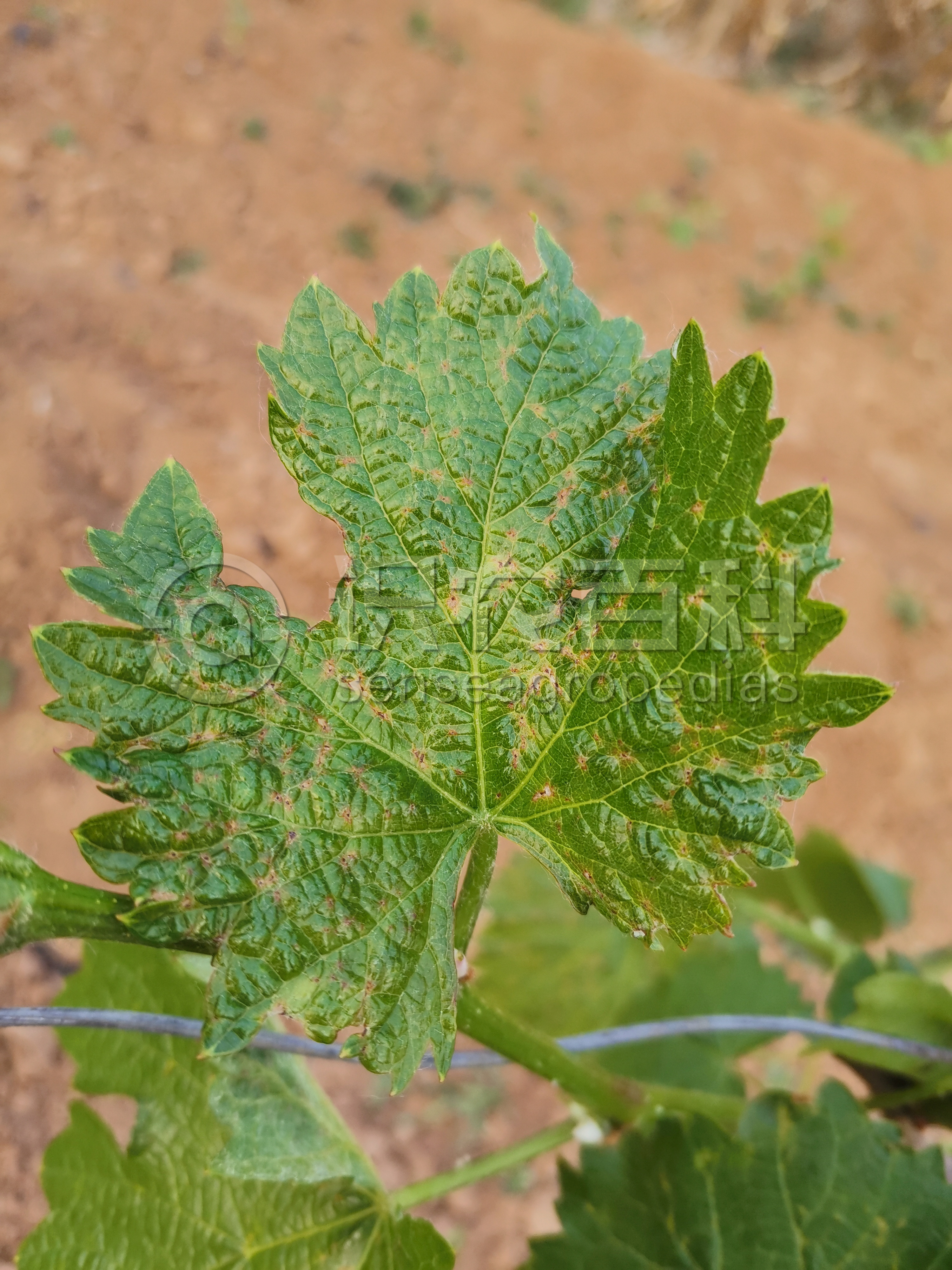 柑橘黄叶症状示例4