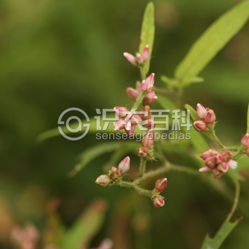 柑橘黄叶症状示例4