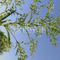 柑橘黄叶症状示例0