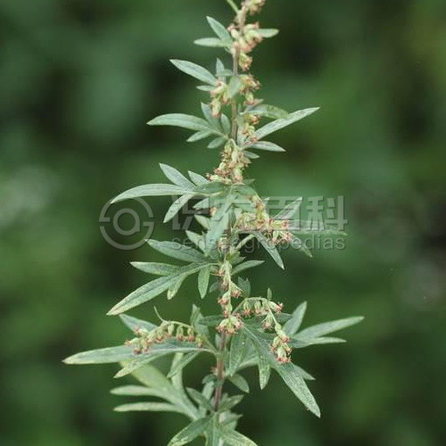 柑橘黄叶症状示例6