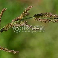 柑橘黄叶症状示例0