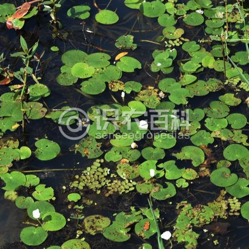 柑橘黄叶症状示例3