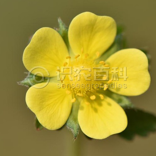 柑橘黄叶症状示例4