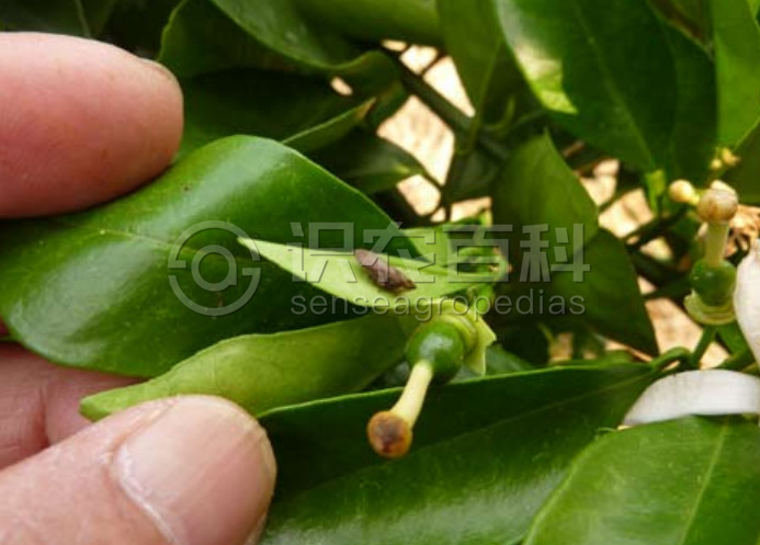 柑橘黄叶症状示例3