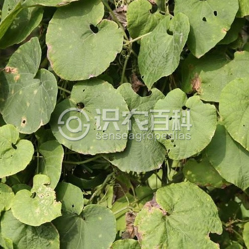 柑橘黄叶症状示例1