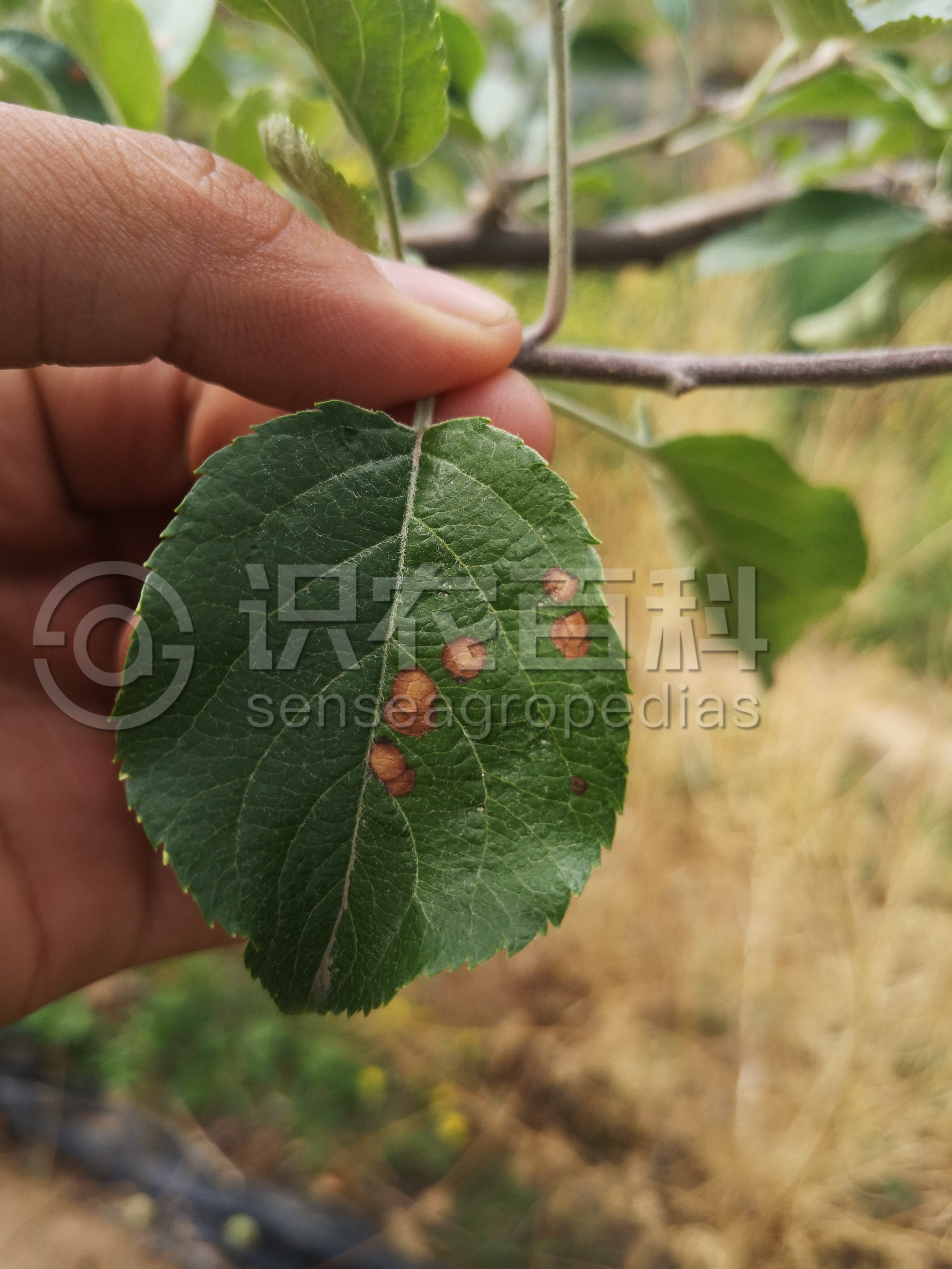 柑橘黄叶症状示例2