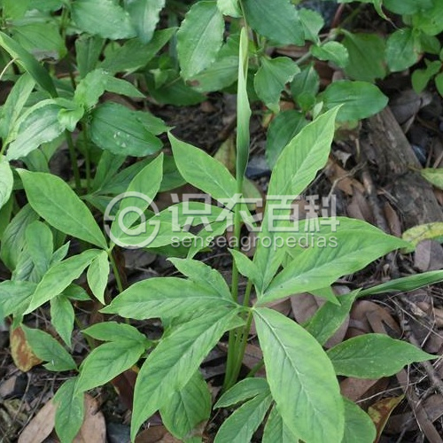 柑橘黄叶症状示例3