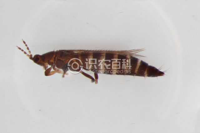 柑橘黄叶症状示例2