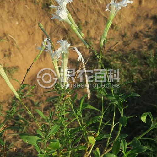 柑橘黄叶症状示例2