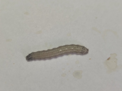 ݵ̰ҹ4׳