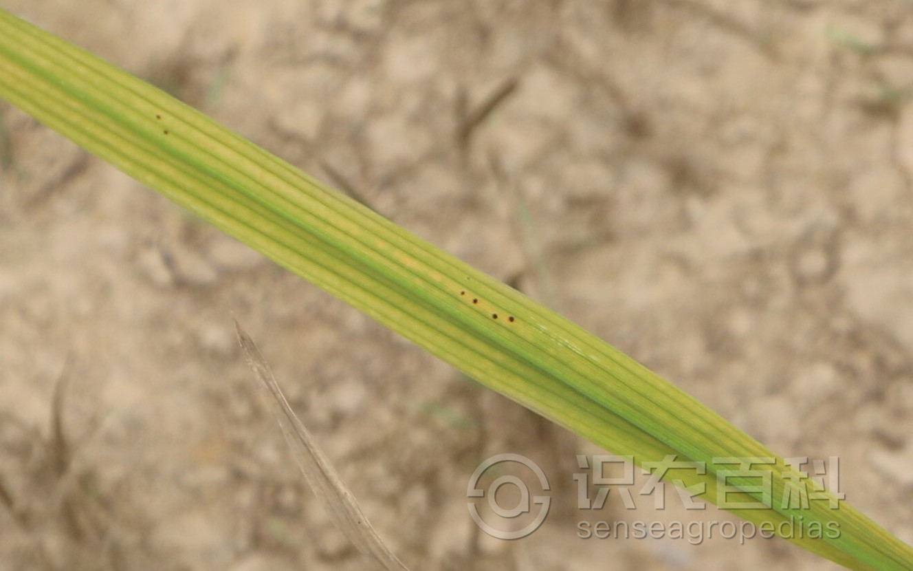 柑橘黄叶症状示例1