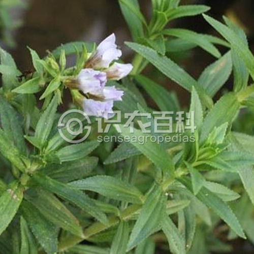 柑橘黄叶症状示例2