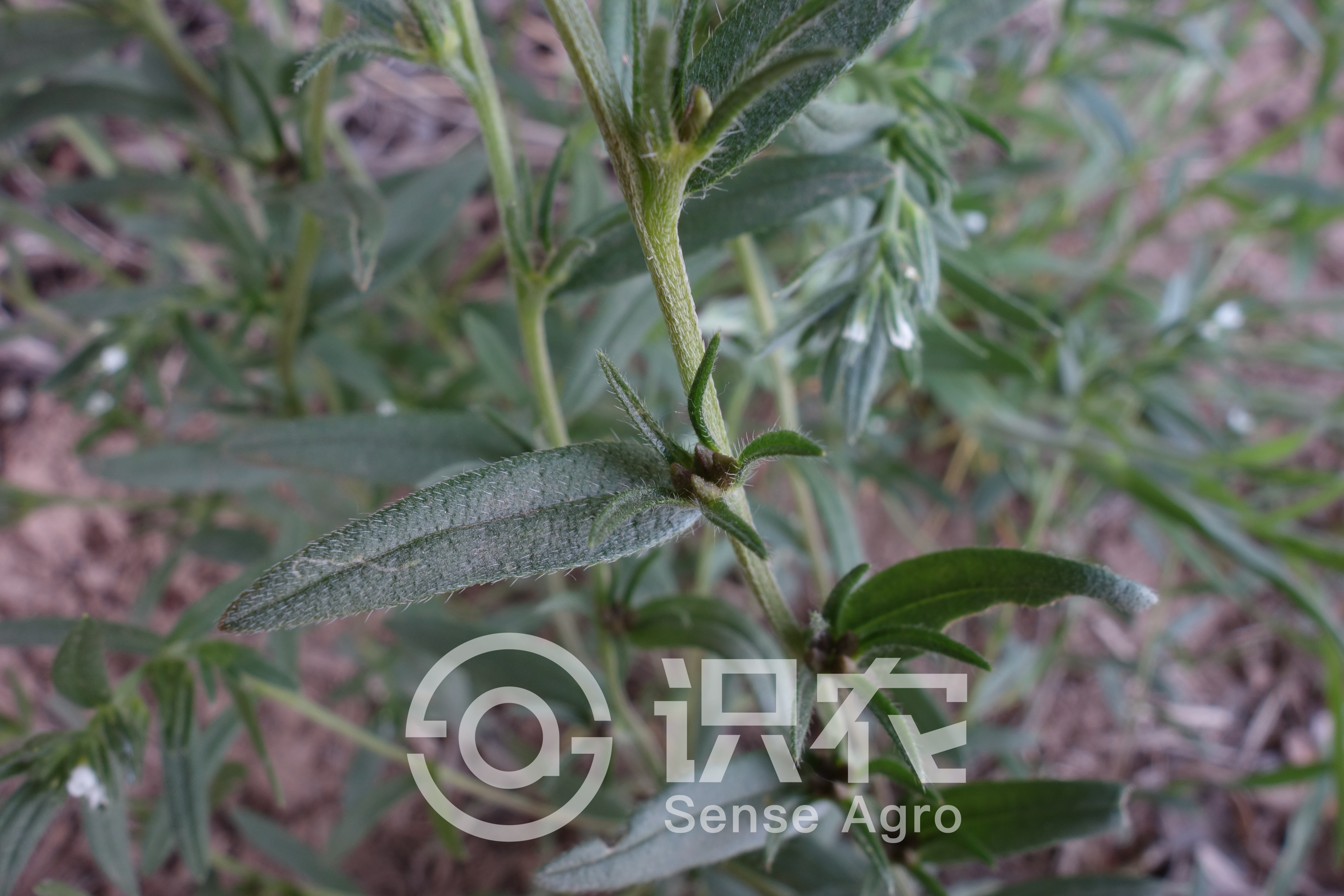 柑橘黄叶症状示例5