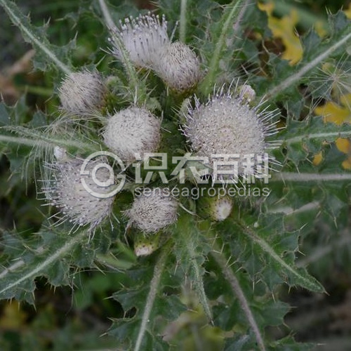 柑橘黄叶症状示例3