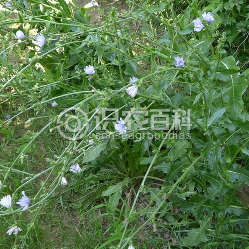 柑橘黄叶症状示例2