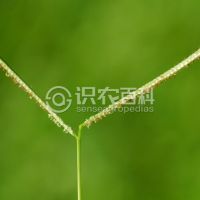 柑橘黄叶症状示例0