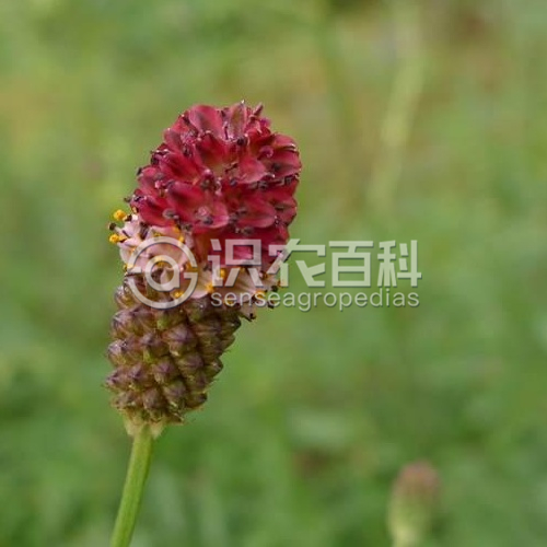 柑橘黄叶症状示例1