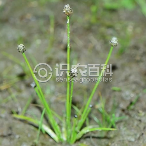 柑橘黄叶症状示例2