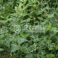 柑橘黄叶症状示例0