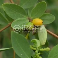 柑橘黄叶症状示例0