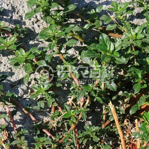 ���ٻ�Ҷ֢״ʾ��1