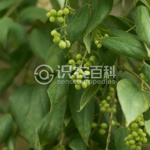 柑橘黄叶症状示例1