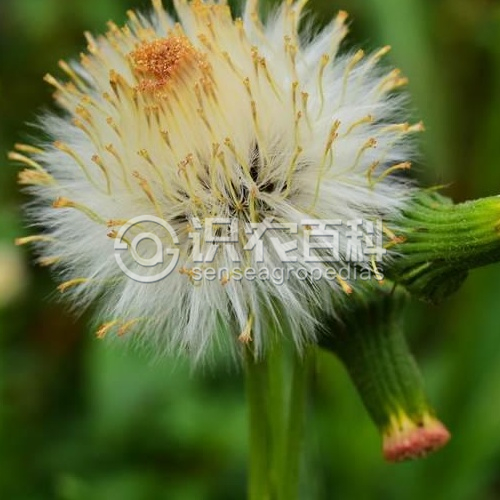 柑橘黄叶症状示例4