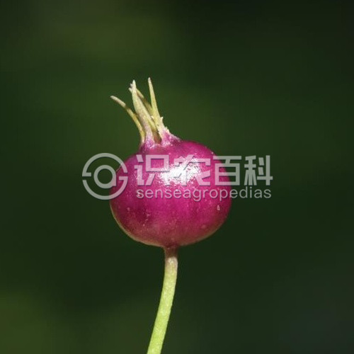 柑橘黄叶症状示例4