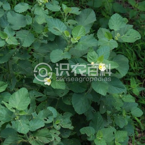 柑橘黄叶症状示例1