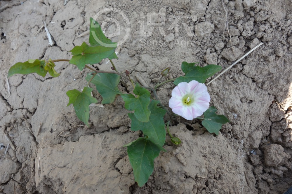 柑橘黄叶症状示例2