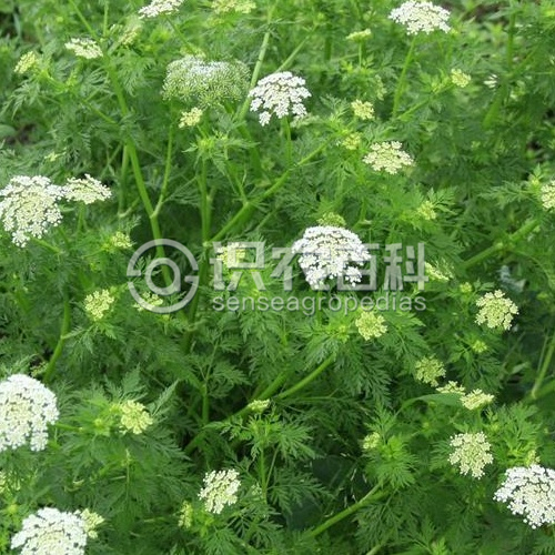 柑橘黄叶症状示例2