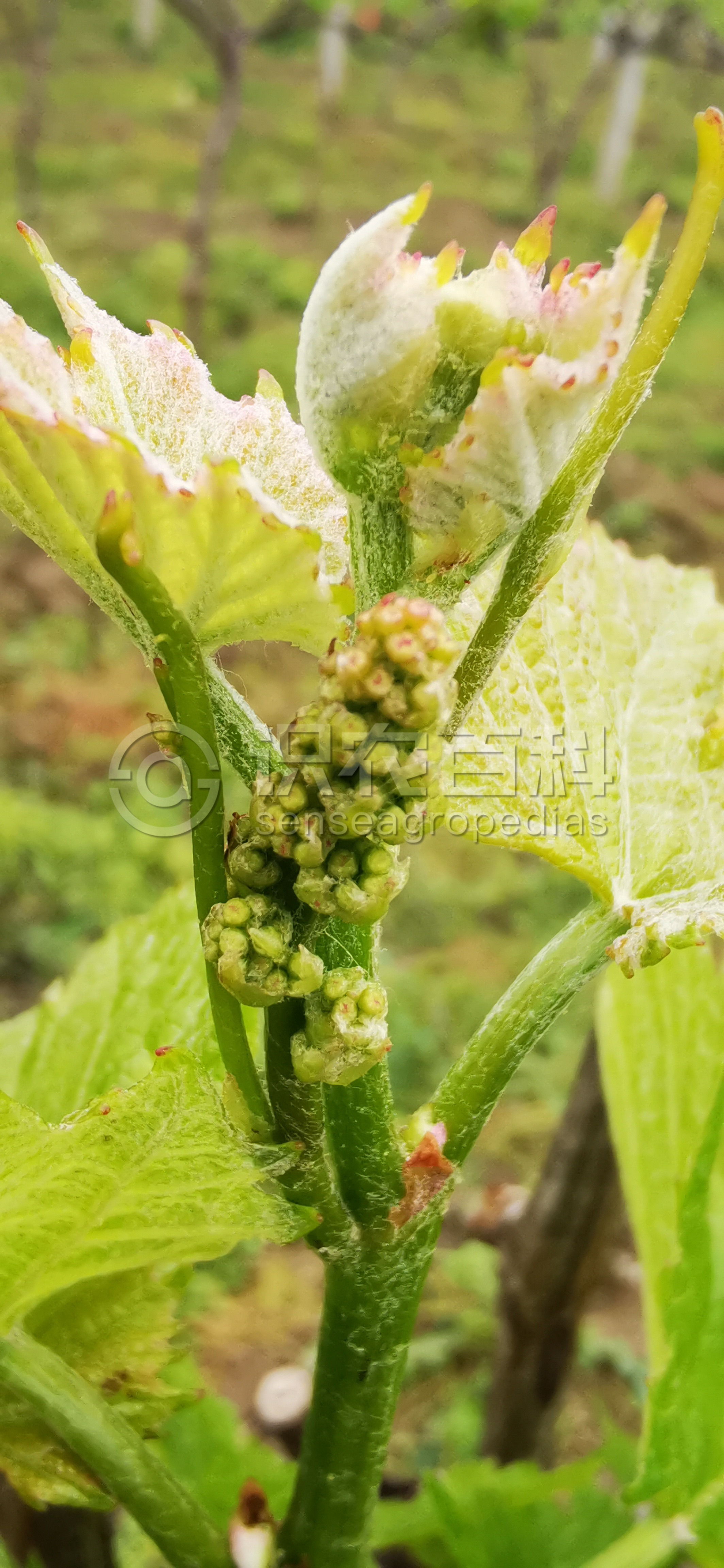 柑橘黄叶症状示例4