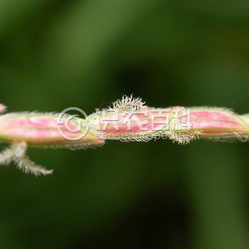 柑橘黄叶症状示例2