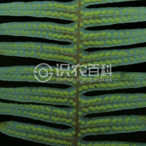 柑橘黄叶症状示例5