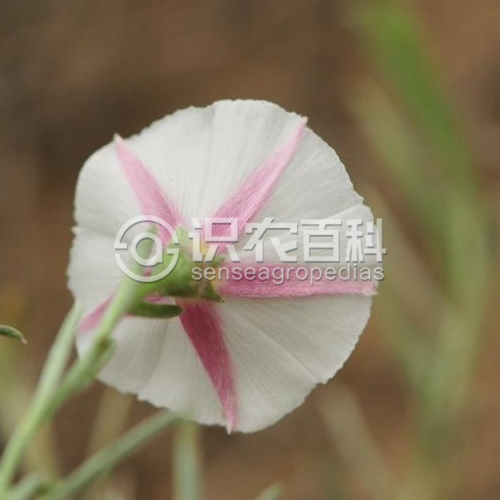 柑橘黄叶症状示例2