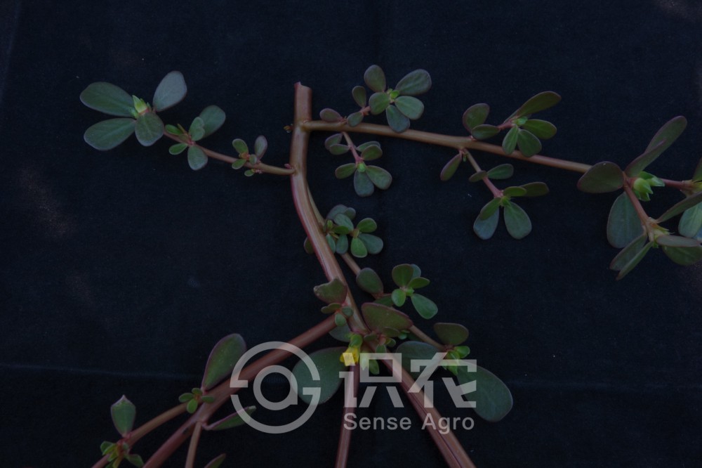 柑橘黄叶症状示例2