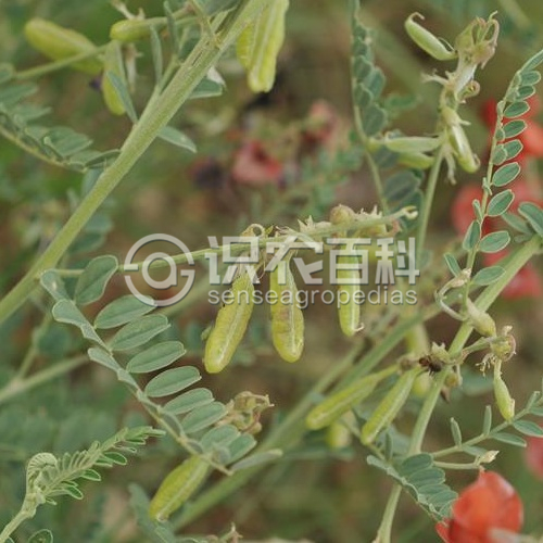 柑橘黄叶症状示例2