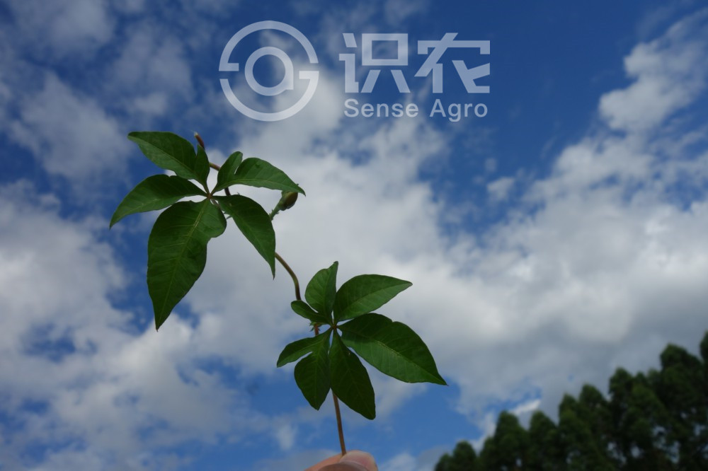 柑橘黄叶症状示例4
