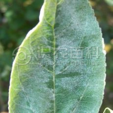 柑橘黄叶症状示例2
