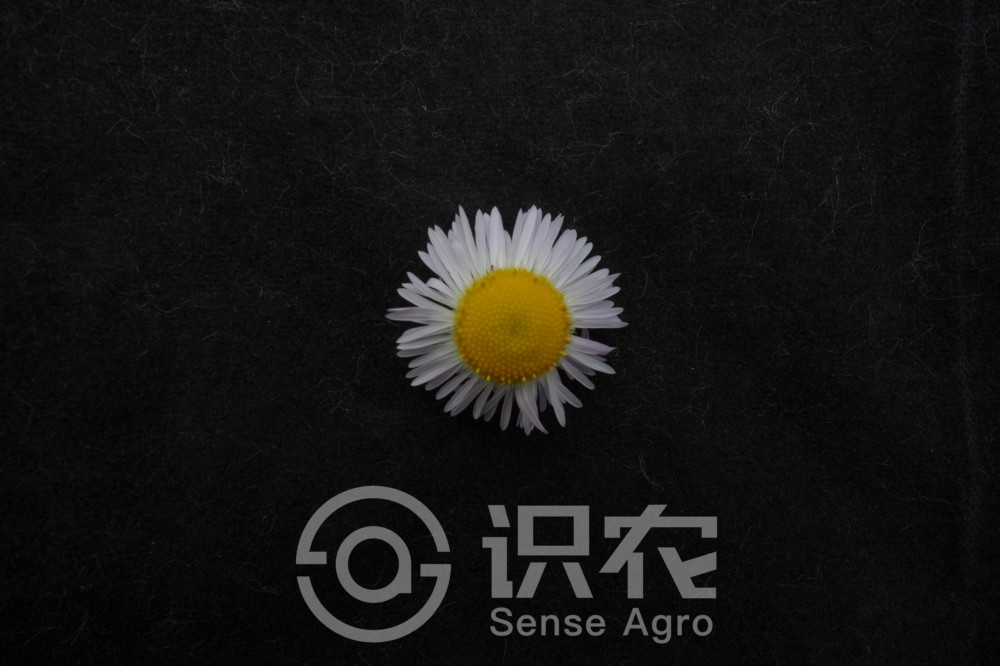 柑橘黄叶症状示例3