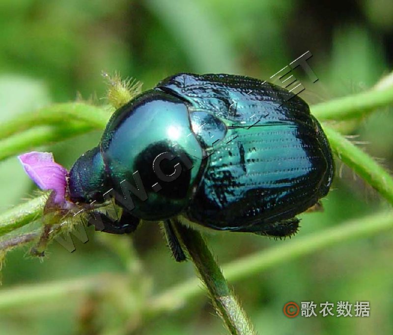 柑橘黄叶症状示例0