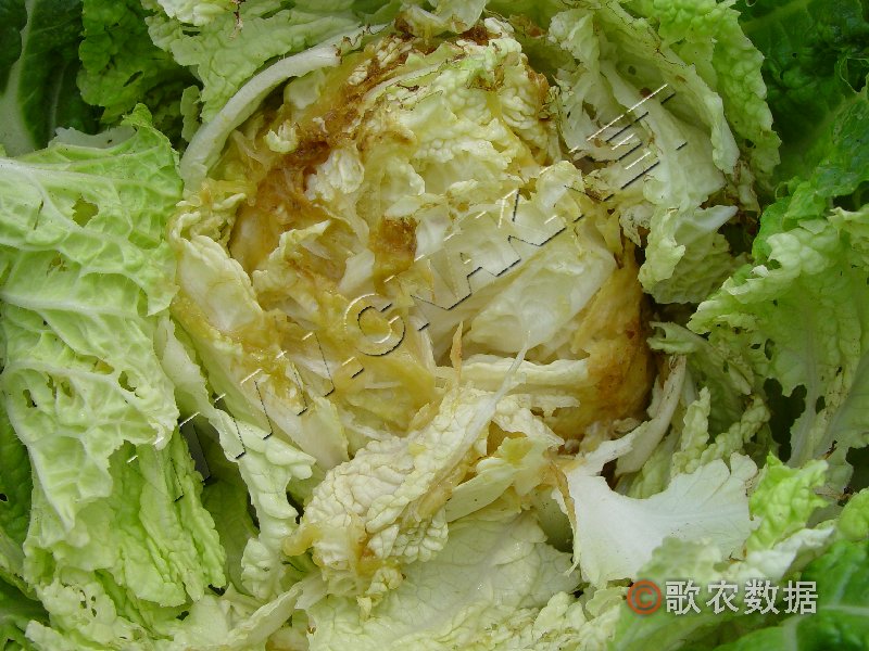 柑橘黄叶症状示例1