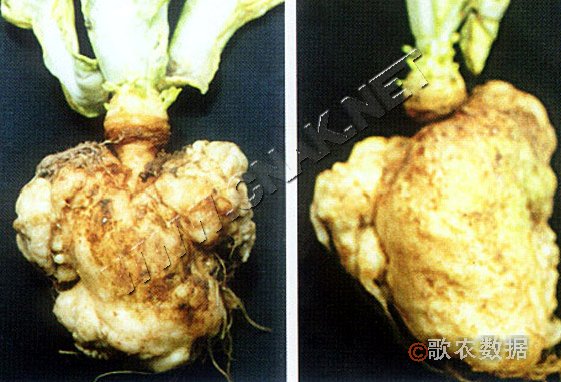 柑橘黄叶症状示例2