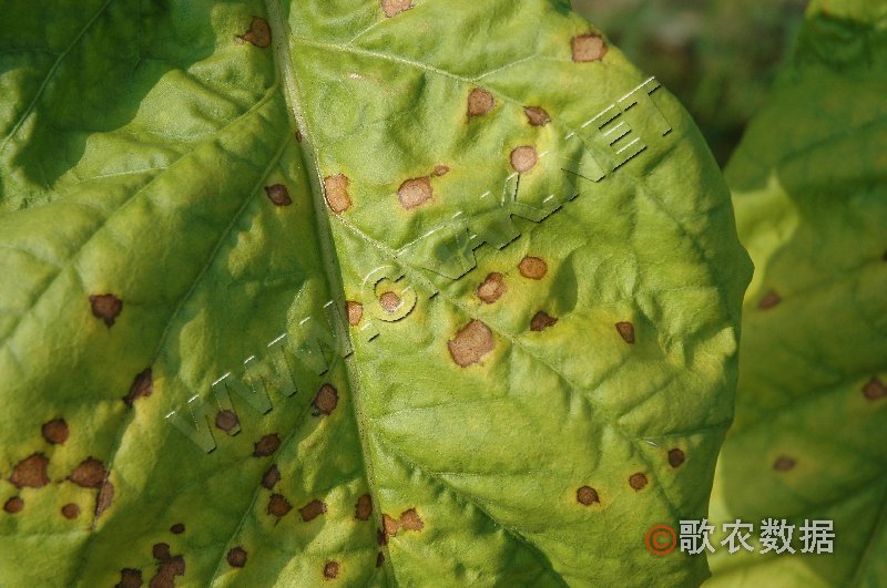 柑橘黄叶症状示例0