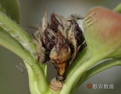 梨细菌性花腐病