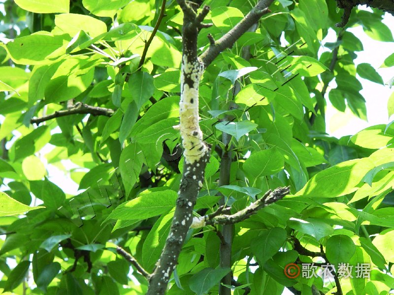 柑橘黄叶症状示例0