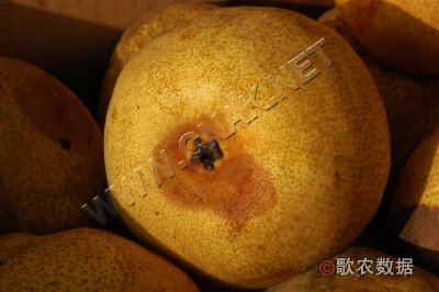 梨顶腐病