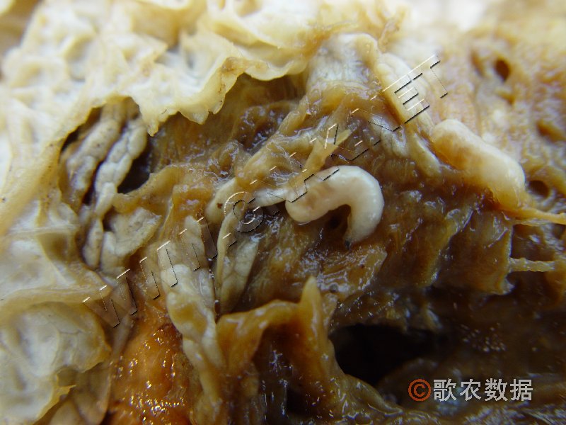 柑橘黄叶症状示例0